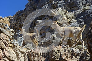 Goats near Palio Pyli castle ruins, Kos, Greece