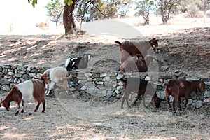 Goats near Saint Achilleios church at Prespes Lake Florina north