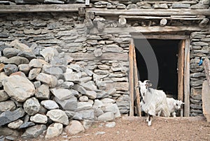 Goats in Nepal village, Landscape in Annapurna circuit,trekking