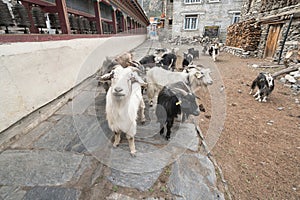 Goats in Nepal village, Landscape in Annapurna circuit,trekking