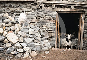 Goats in Nepal village, Landscape in Annapurna circuit,trekking