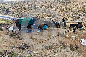 Goats in a nomad camp in Zagros mountains, Ir
