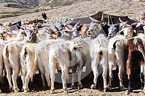 Goats of nomads at Korzok village near Tsomoriri Lake, Ladakh, India. photo