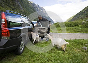 Goats of Norway and car.