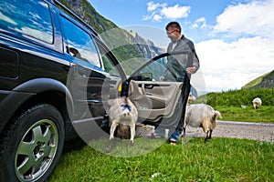 Goats of Norway and car.