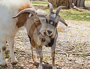 Goats nuzzling