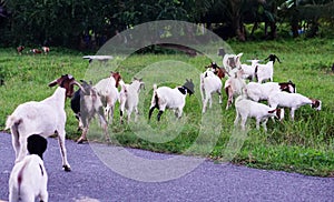 Goats in oil palm plantations