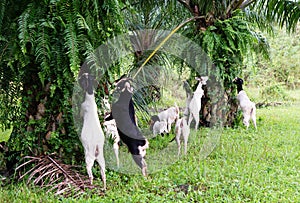 Goats in oil palm plantations