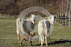 Goats and one baby goat