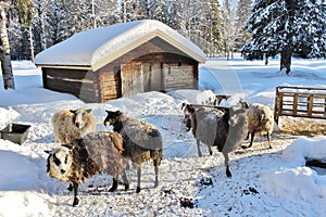 Goats at open-air museum HÃ¤gnan i Gammelstad