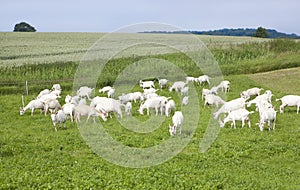 Goats on pasture