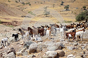 Goats on a pastures of Cyprus. Dairy farming. Bio organic healthy food production. Growing livestock is a traditional direction of