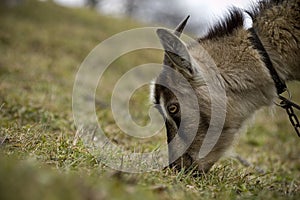 Goats on pastures in the forest