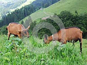 Goats on the pastures of the slopes of Churfirsten mountain range in the Toggenburg region