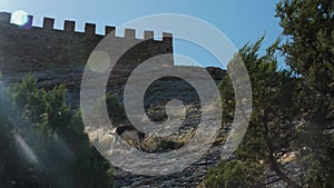 Goats pasturing near the ancient fortress