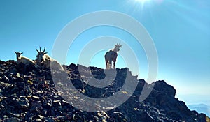 Goats on Peak photo