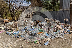 Goats in a pile of rubbish in Harar, Ethiop