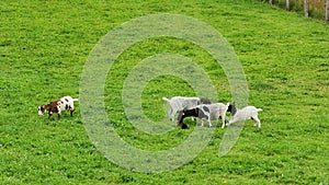 Goats play on the lawn.Farm animals.Black and white goats play with a rabbit on the green grass. Animal husbandry and