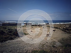 Goats in Portugal photo