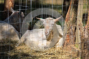 Goats and rams in the zoo on a summer day