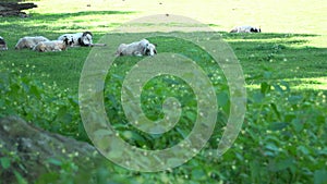 Goats resting in the shadow of a tree