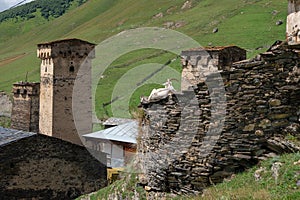 Goats resting on a stone wall in village of Ushguli, Svaneti, Georgia