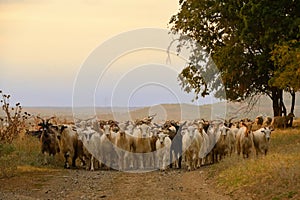 Goats on Road In Greci, Romania
