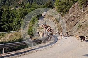 Goats on the roadway Greece, mountains Pindos,Tzoumerka