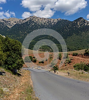 Goats on the roadwayAchaea, Greece, Peloponnese