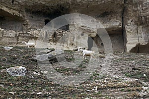 Goats roam on a hillside under the walls of the abandoned cave town