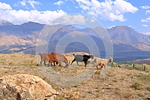 Goats on a Rock near Charvak Reservoir in Uzbekistan, Chimgan Mountains