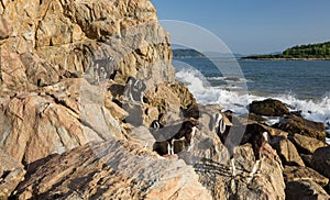 Goats On A Rocky Outcrop