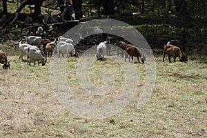 The Goats of Roseville California, 10.