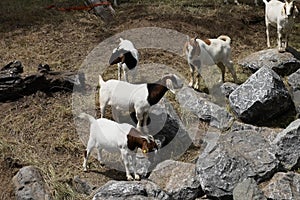 The Goats of Roseville California, 16.