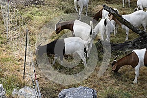 The Goats of Roseville California, 18.