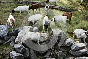The Goats of Roseville California, 25.