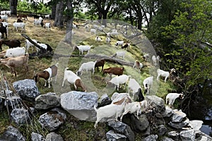 The Goats of Roseville California, 28.