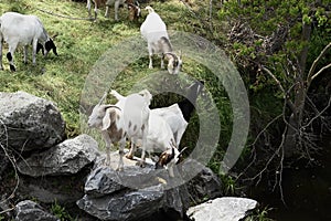 The Goats of Roseville California, 29.