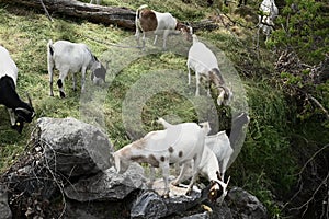 The Goats of Roseville California, 30.