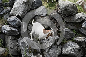 The Goats of Roseville California, 31.