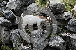 The Goats of Roseville California, 32.