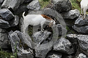 The Goats of Roseville California, 33.