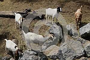 The Goats of Roseville California, 36.