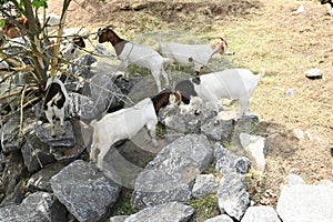The Goats of Roseville California, 59.