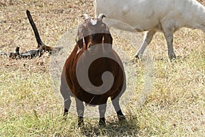 The Goats of Roseville California, 9.