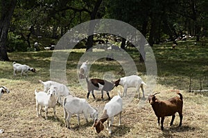 The Goats of Roseville California, 2. photo