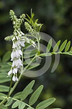 Goats Rue