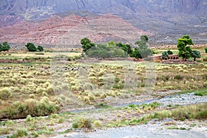 Goats and rural house along the Calchaqui Valley, Argentina