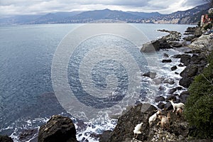 Goats at the sea in a cloudy day. Camogli Ligury Italy photo