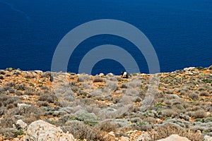 Goats on Sea coast, turquoise water and rocky hill. Road to Balos bay, Crete, Greece